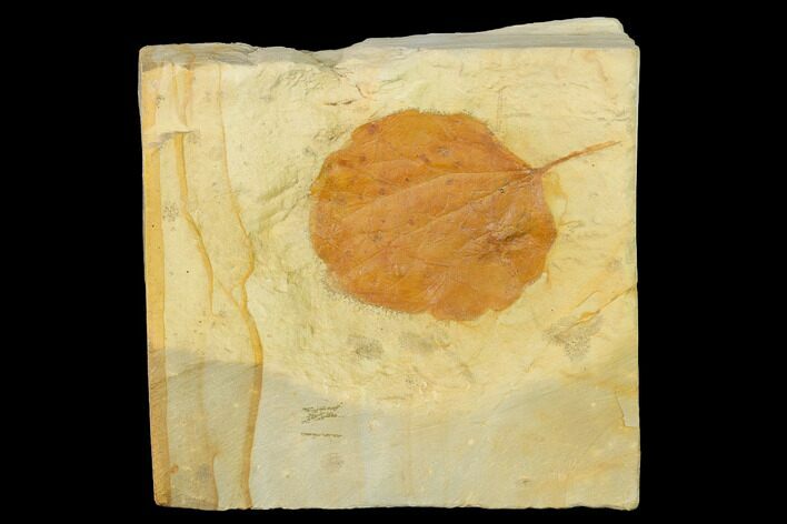 Fossil Leaf (Zizyphoides) - Montana #143768